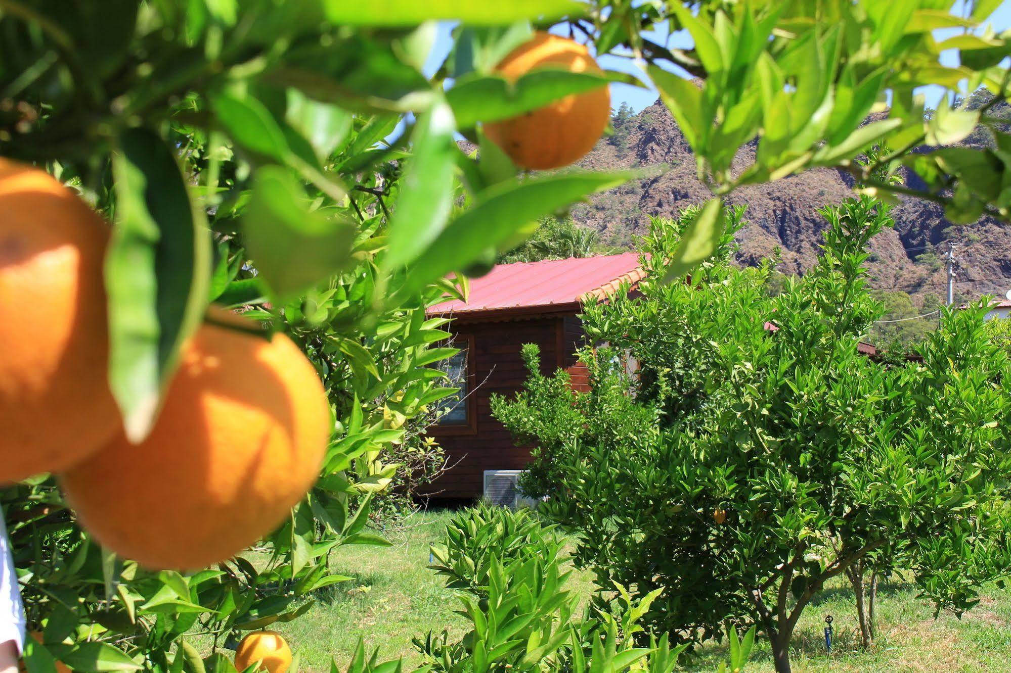 Ikiz Villas Çıralı Buitenkant foto